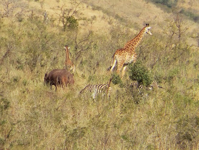 Kruger National Park South Africa Picture gallery