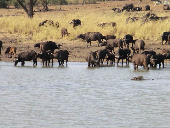 Kruger National Park South Africa Story Sharing