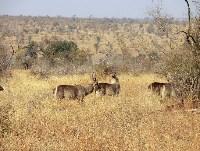 Kruger National Park South Africa 