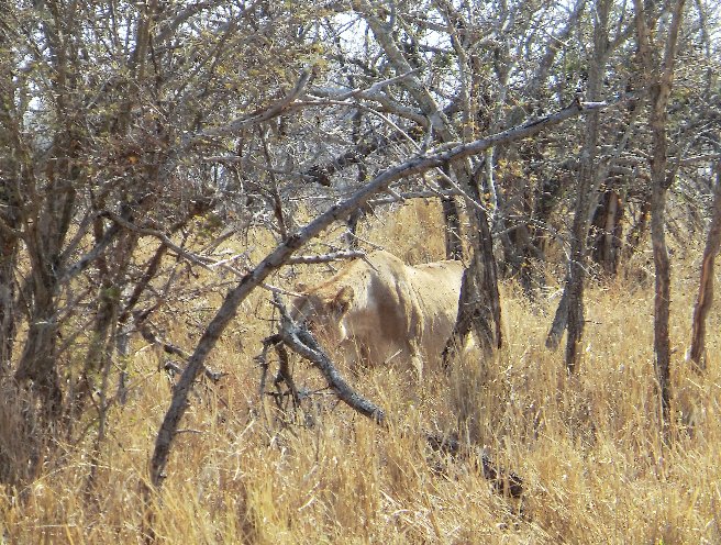 Kruger National Park South Africa Blog Experience
