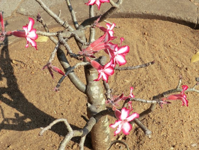 Kruger National Park South Africa 