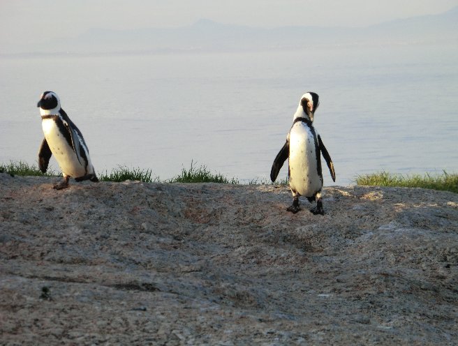 Cape Town Coastline South Africa Blog Information