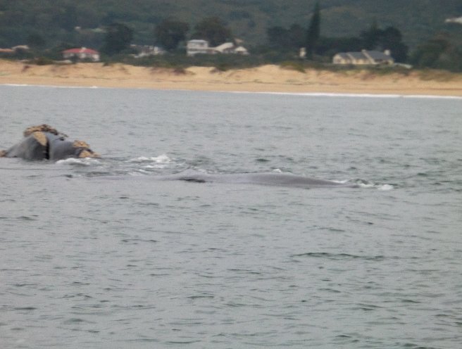 Plettenberg Bay Ocean Safari South Africa Vacation Photos