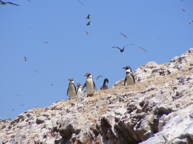 Boat Tour from Lima Peru Adventure