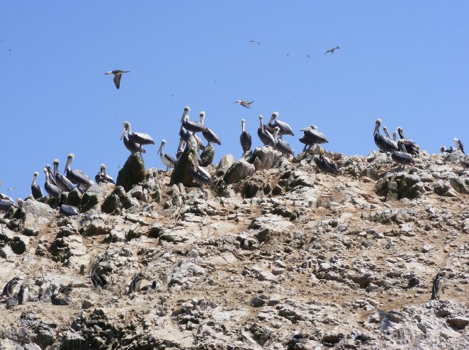 Photo Boat Tour from Lima 