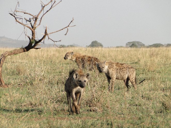 From Arusha to the Kuro Airstrip Tanzania Vacation Adventure