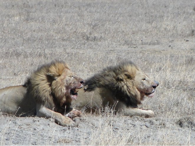 From Arusha to the Kuro Airstrip Tanzania Story Sharing