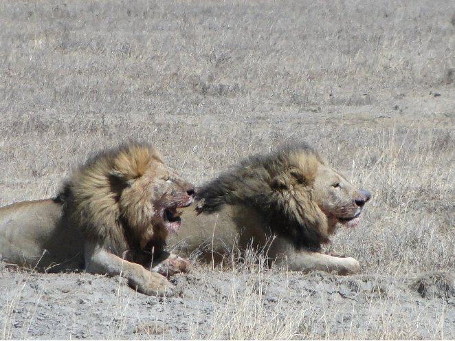 From Arusha to the Kuro Airstrip Tanzania Story Sharing