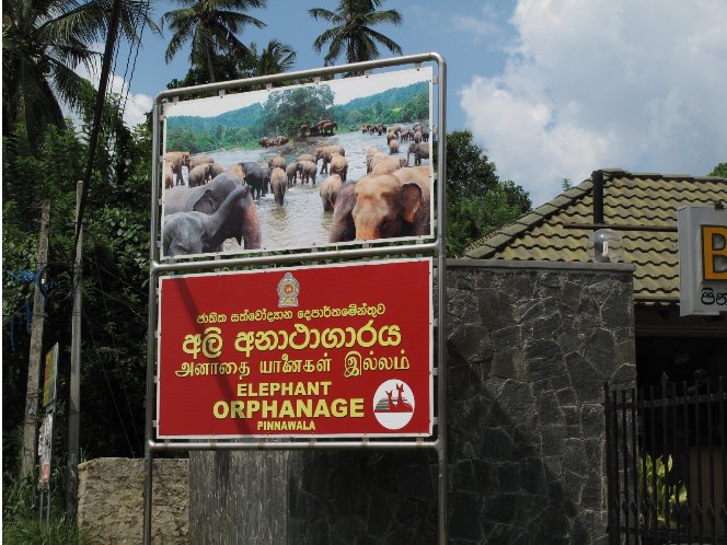 Trip to Pinnawala Sri Lanka Picture