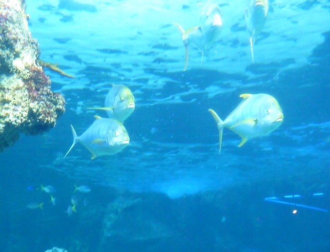 Aquarium Sydney Darling Harbour Australia Holiday Sharing