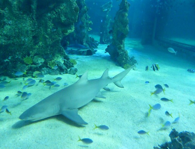 Aquarium Sydney Darling Harbour Australia Trip Pictures