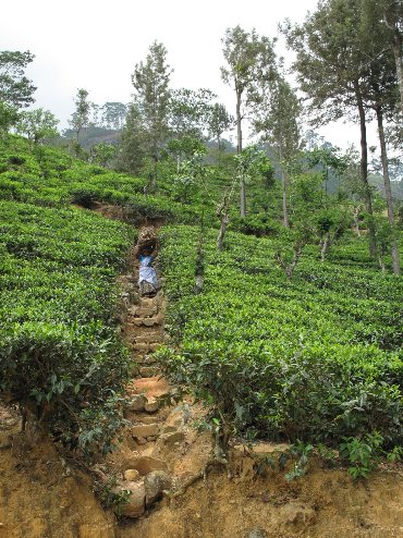 Photo Tea Factory Visit Sri Lanka 