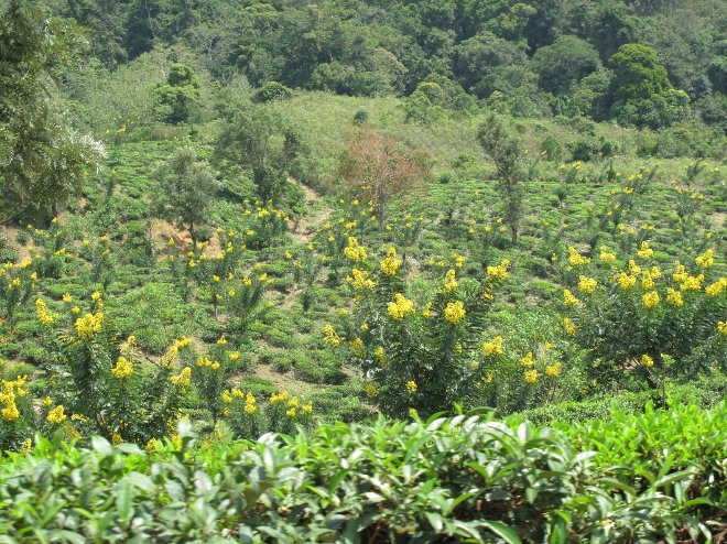 Tea Factory Visit Sri Lanka Dambulla Experience