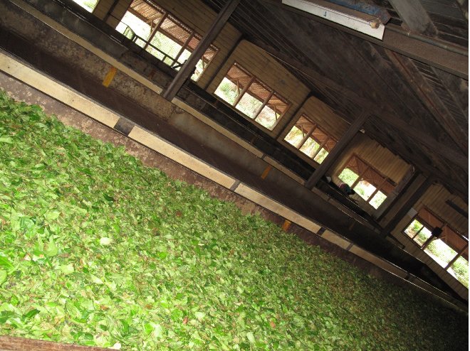 Photo Tea Factory Visit Sri Lanka 