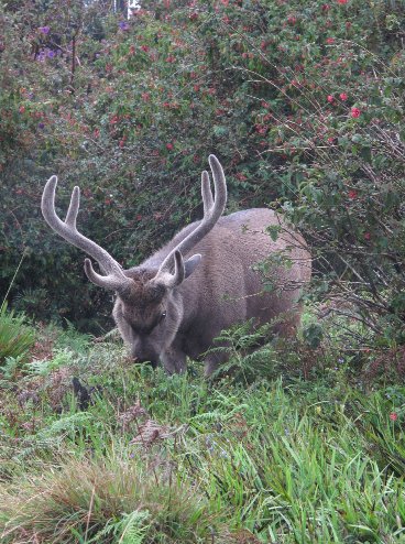 Photo Nuwara Eliya Sri Lanka Stay 