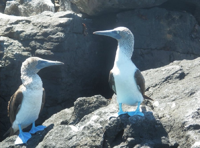 Galapagos Islands Ecuador Blog Review