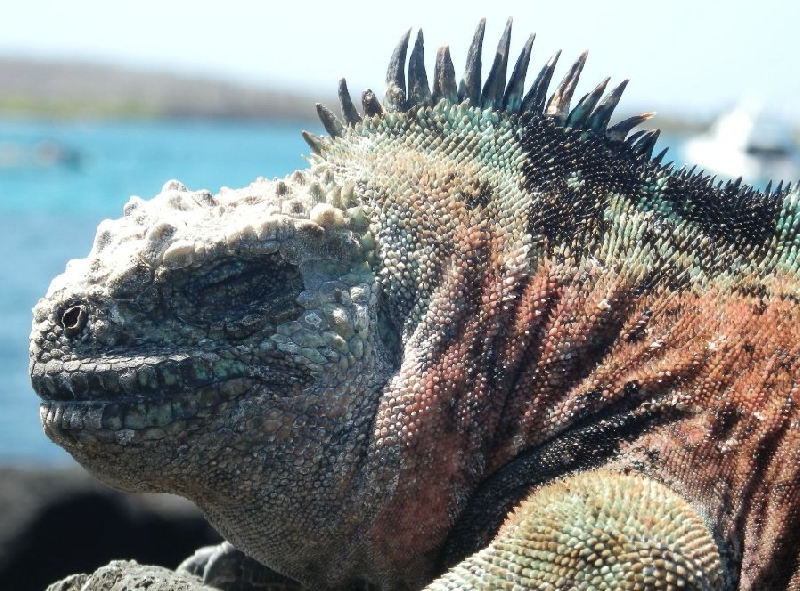 Galapagos Islands Ecuador Diary Tips