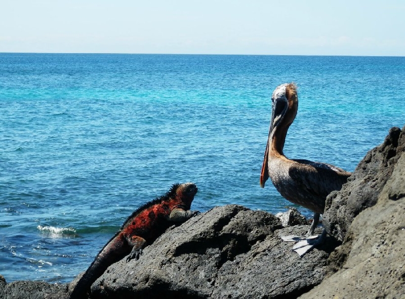 Galapagos Islands Ecuador Travel Picture