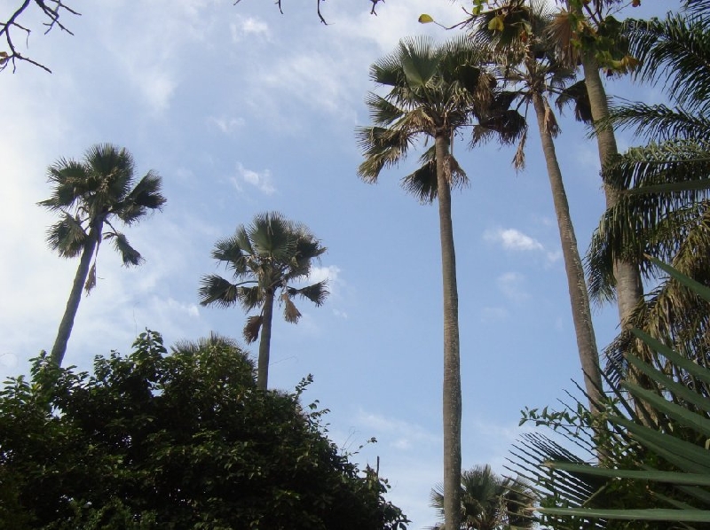 Lemon Creek Hotel Resort Bijilo Gambia Photo