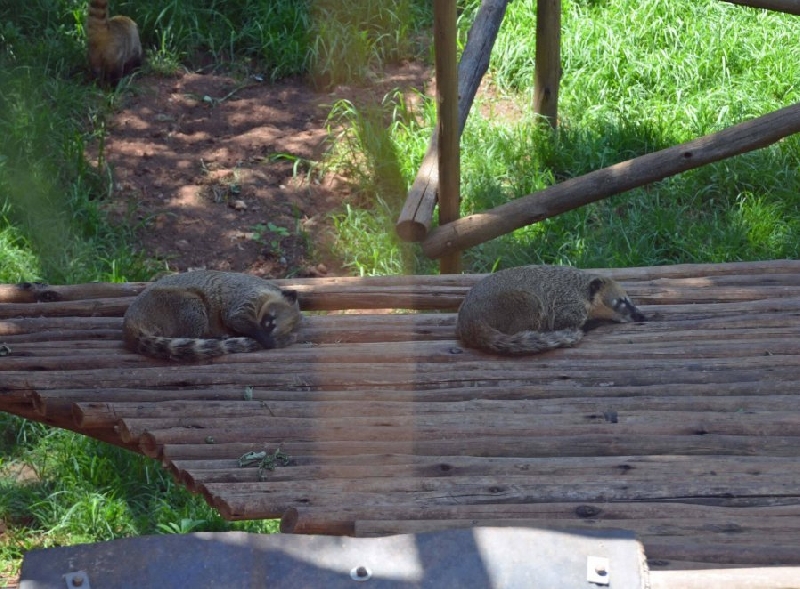 Holiday South Africa Johannesburg Zoo Vacation Photos