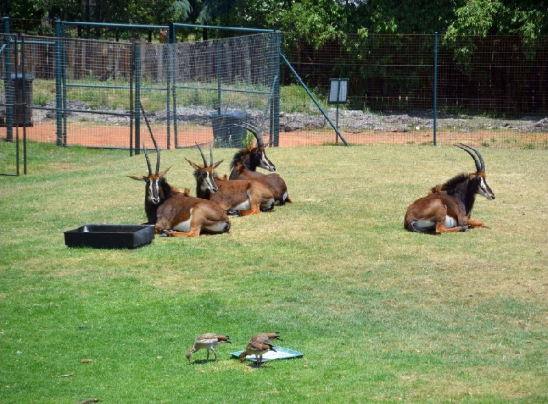 Holiday South Africa Johannesburg Zoo Photographs