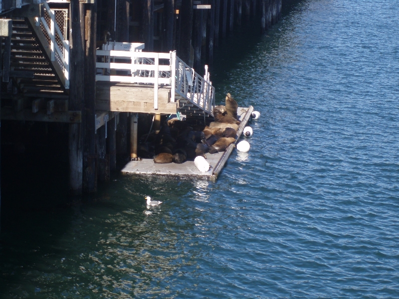 Seals at Santa Cruz Waterfront United States Blog Photo