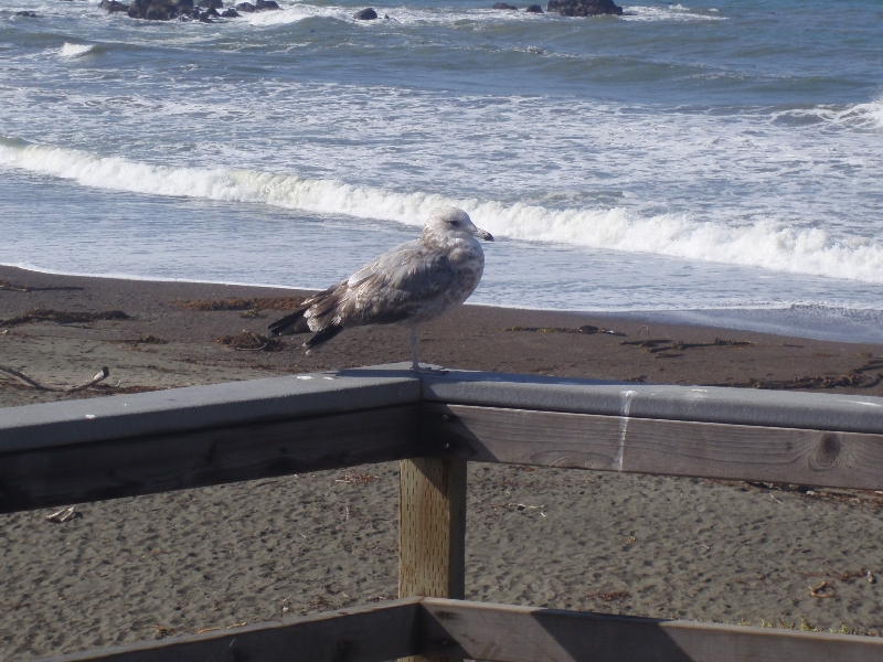 Photo Seals at Santa Cruz Waterfront 
