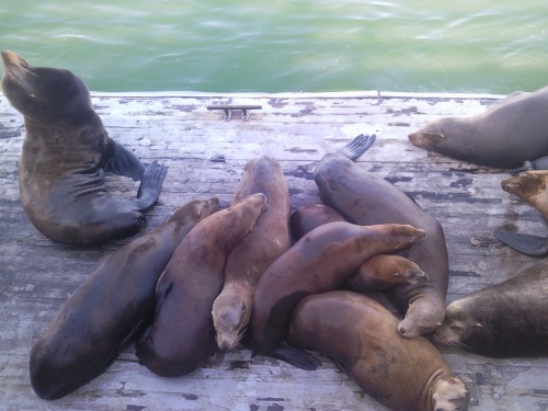Seals at Santa Cruz Waterfront United States Trip Picture