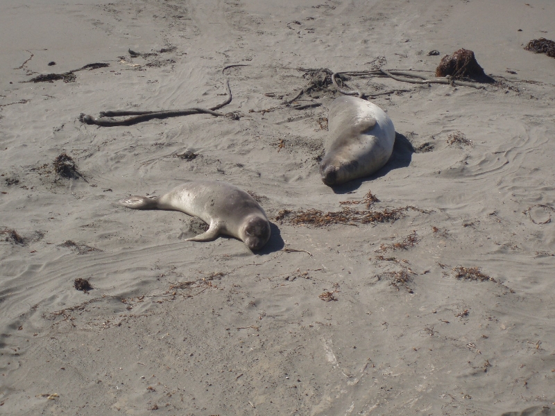 Seals at Santa Cruz Waterfront United States Blog