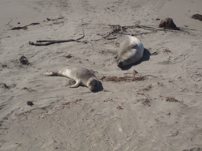 Photo Seals at Santa Cruz Waterfront 