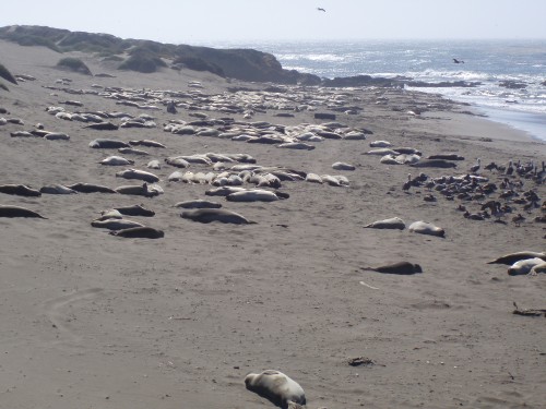 Seals at Santa Cruz Waterfront United States Photo Sharing