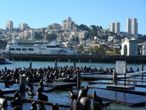   San Francisco United States Vacation Pictures