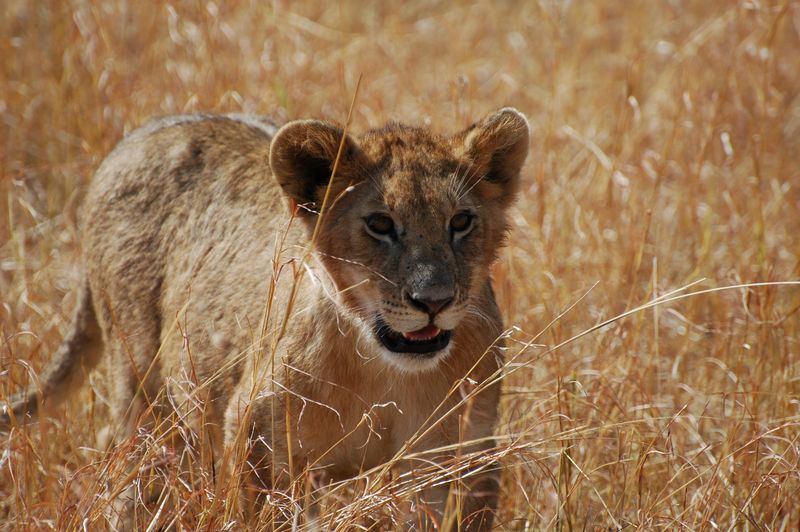 Rift Valley Kenya Lion gazing in Masai mara