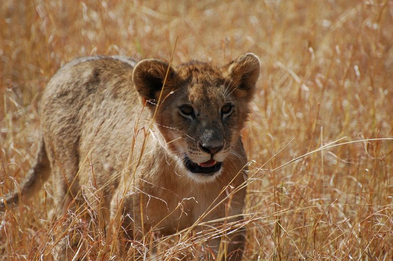 Lion gazing in Masai mara Rift Valley Kenya Africa