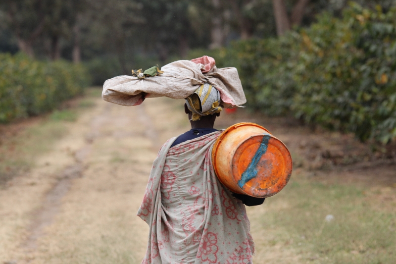People working on the plantation, Tanzania
