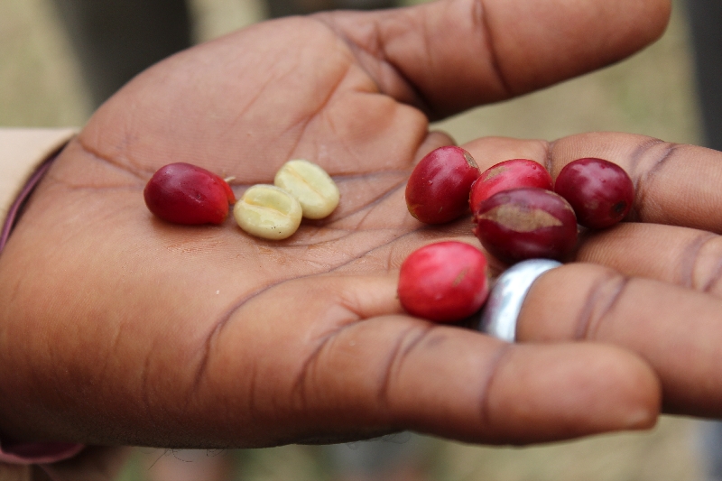 Arusha Tanzania Peeled Coffee Beans before roasting