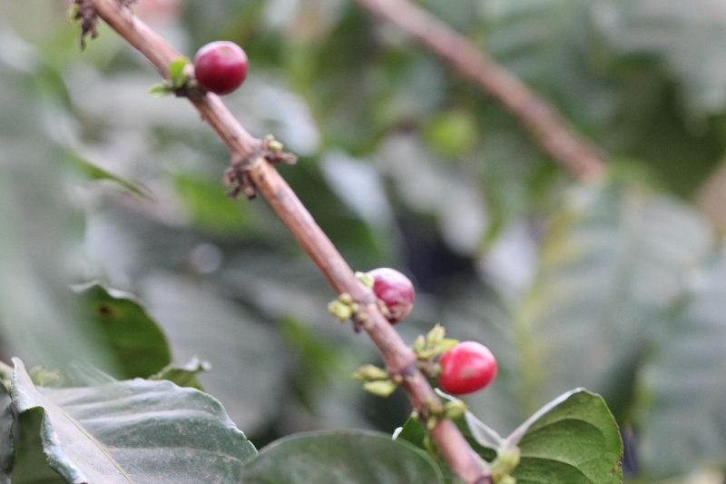 Red Coffee Beans from the plant, Tanzania