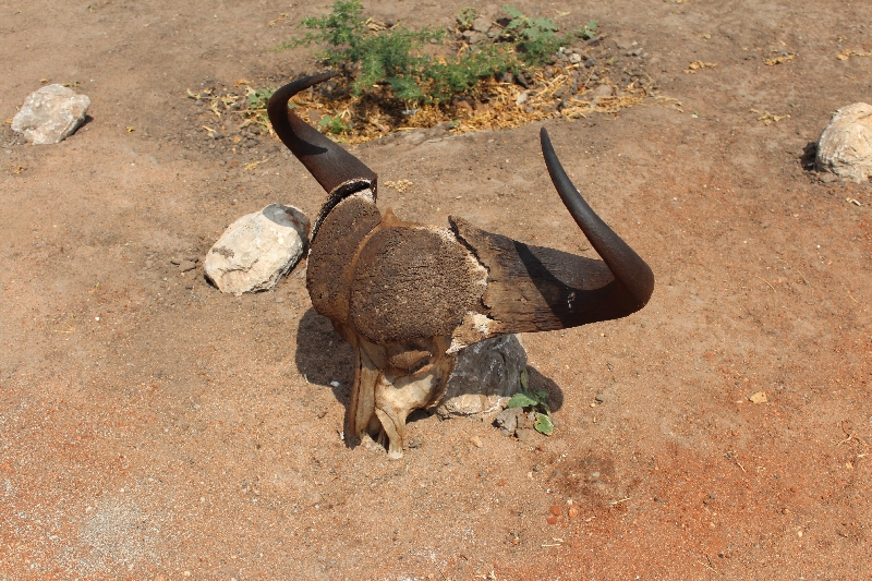 Cape Buffalo Skull at Kuro, Arusha Tanzania