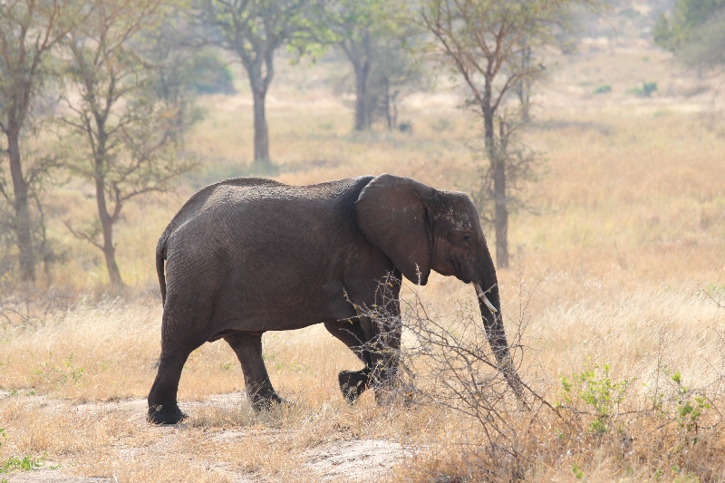Elephants Tarangire National Park, Tanzania