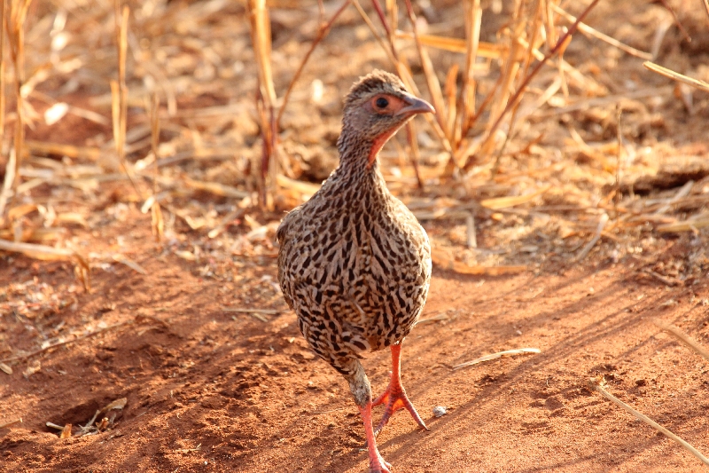 Red-Necked Spurfowl Tarangire NP, Manyara Tanzania