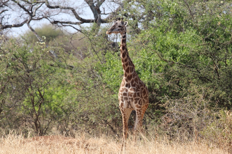 Giraffes at Tarangire National Park, Tanzania