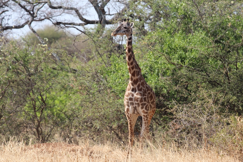 Manyara Tanzania Giraffes at Tarangire National Park