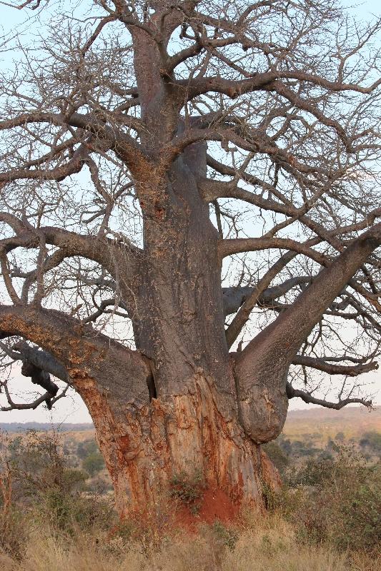 Baobab Tree Tarangire NP, Tanzania