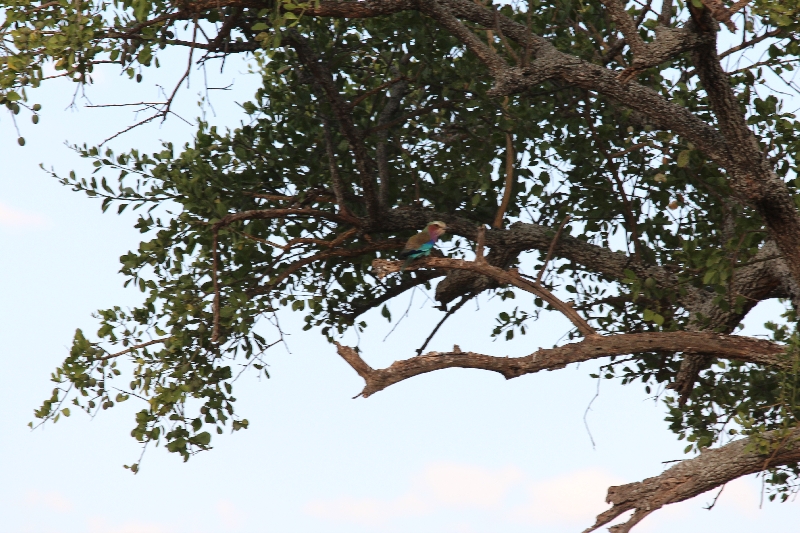 Lilac-Breasted Roller Tarangire NP, Tanzania