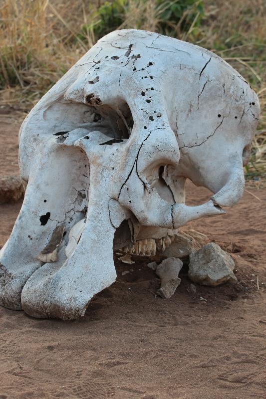 Elephant Skull Tarangire NP Manyara Tanzania Africa