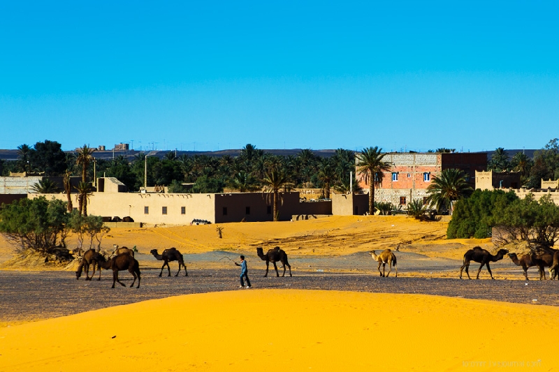 Camels, Morocco