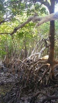In the mangroves
