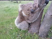 Koala close up