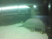 Photos of the Dugongs at the Sydney Aquarium Australia Picture