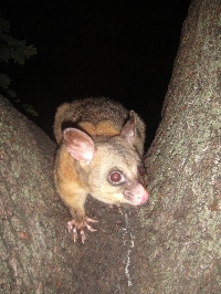 Possums in Hyde Park, Sydney City Australia Travel Package